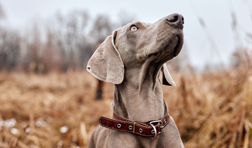 Expert Tips for Training and Socializing Your Ariégeois Puppy